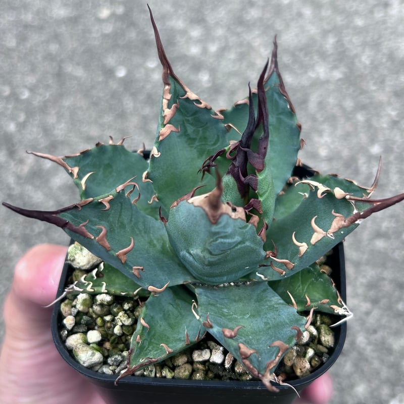 アガベ 妖炎BB ハイブリッド 青葉 | アガベ専門店 Heart plants.