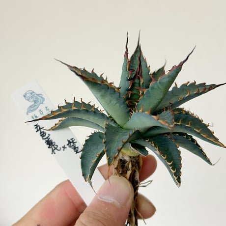 アガベ専門店 Heart plants.