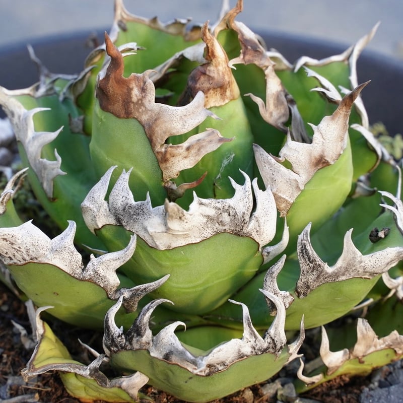 【アガベ】レッドキャット　ゴリ猫　赤棘　極　ブツブツあり アガベ】レッドキャット ゴリ猫 赤棘 極 ブツブツあり 図鑑 – アガベ