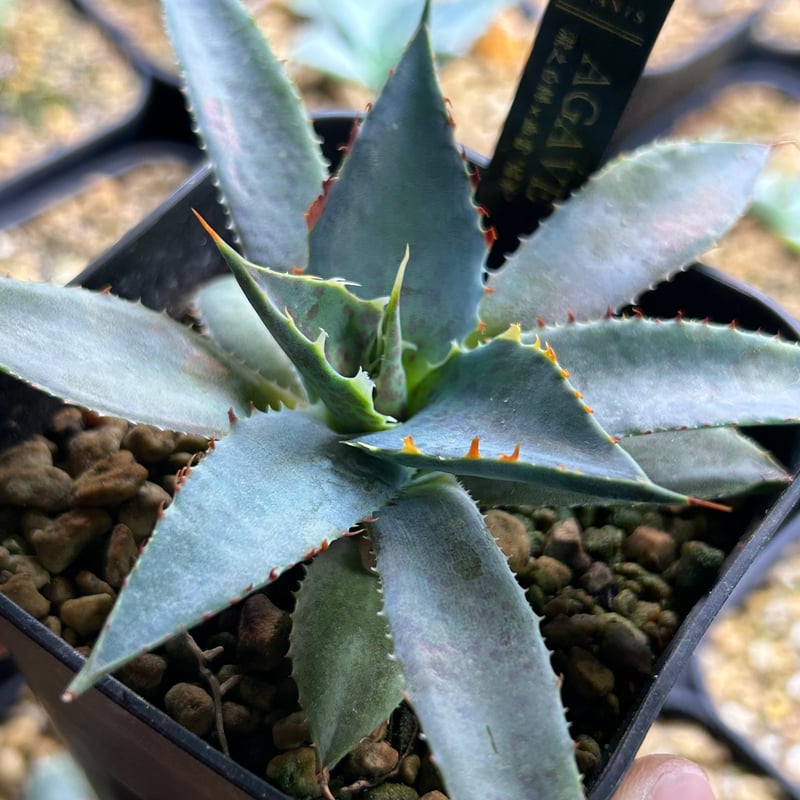 アガベ 焔斧🪓🔥 滝乃白絲×血雷 ハイブリッド 超連棘×スポット 子株