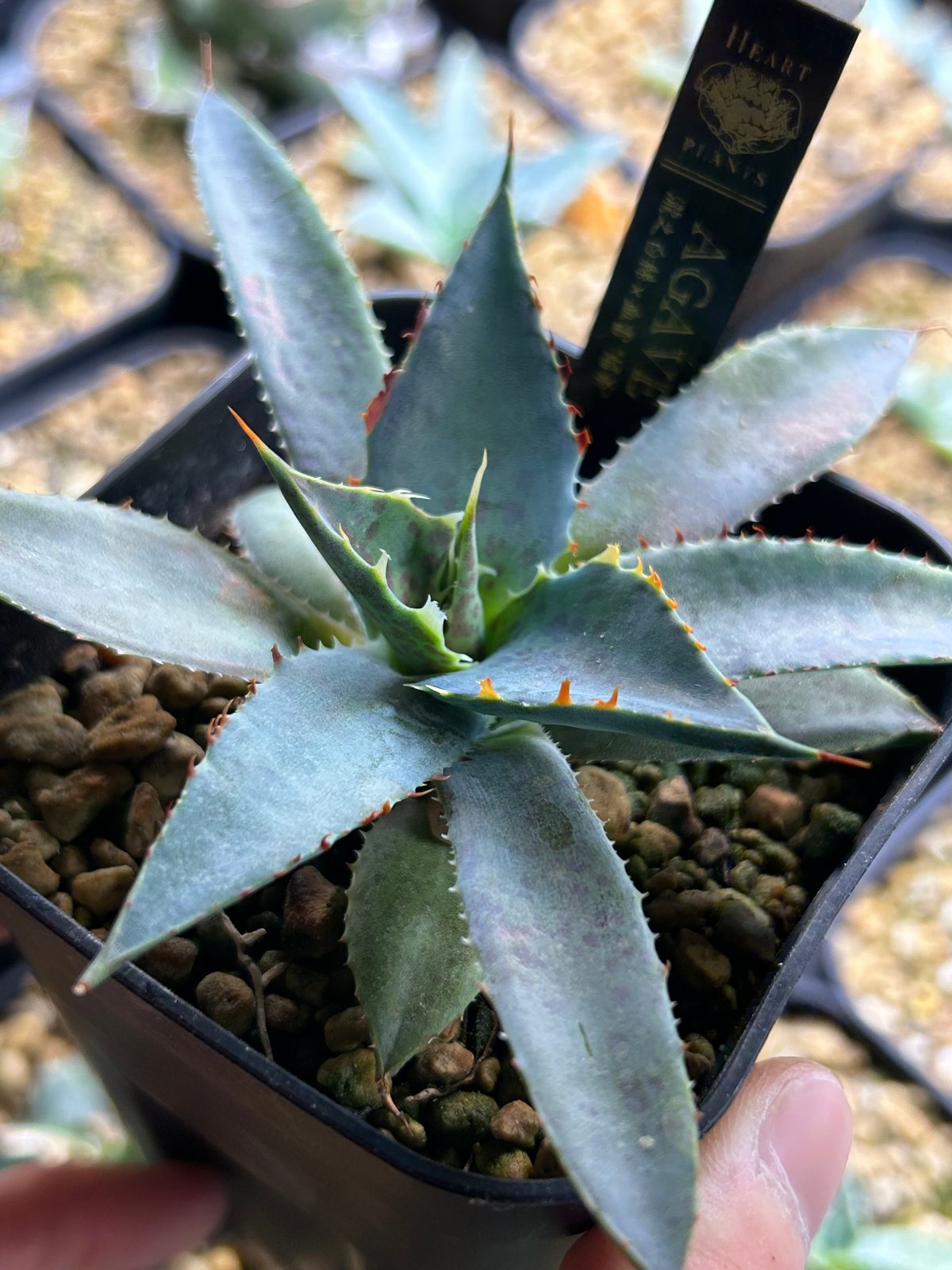 アガベ 焔斧🪓🔥 滝乃白絲×血雷 ハイブリッド 超連棘×スポット 子株