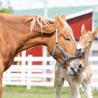 ばんえい競馬2023カレンダー「繋ぐ夢」