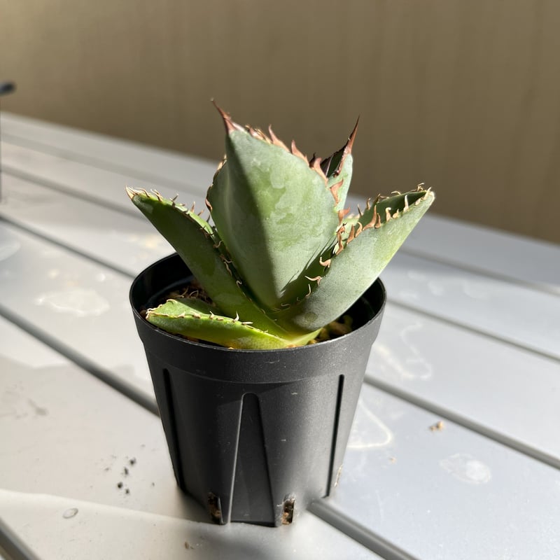 アガベ チタノタブルー 実生 5 アガベ チタノタブルー 実生 5 アガベ チタノタブルー 沖縄実生