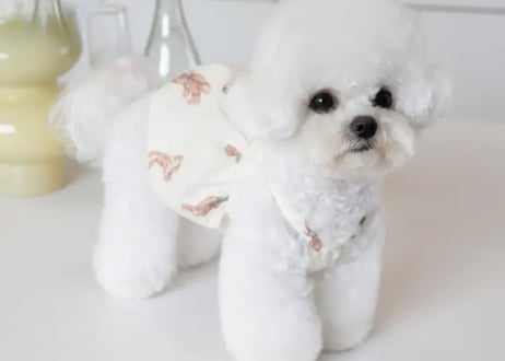 バニーベアストーリーウェア♡🐶XS〜XXXＬ