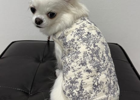 トワルドジュイキルティングペット服