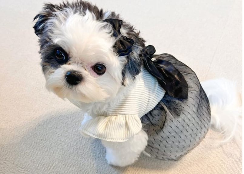 犬服ハンドメイド着ＸＸＳサイズ TONE 犬 服 minimo/シアサッカーワンピース L/XLサイズ /犬服