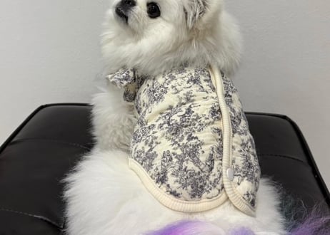 トワルドジュイキルティングペット服