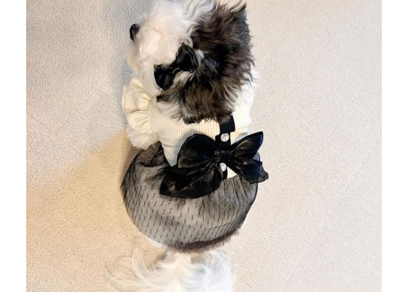 モノトーンpetドレス犬服 XS〜XL | Prince