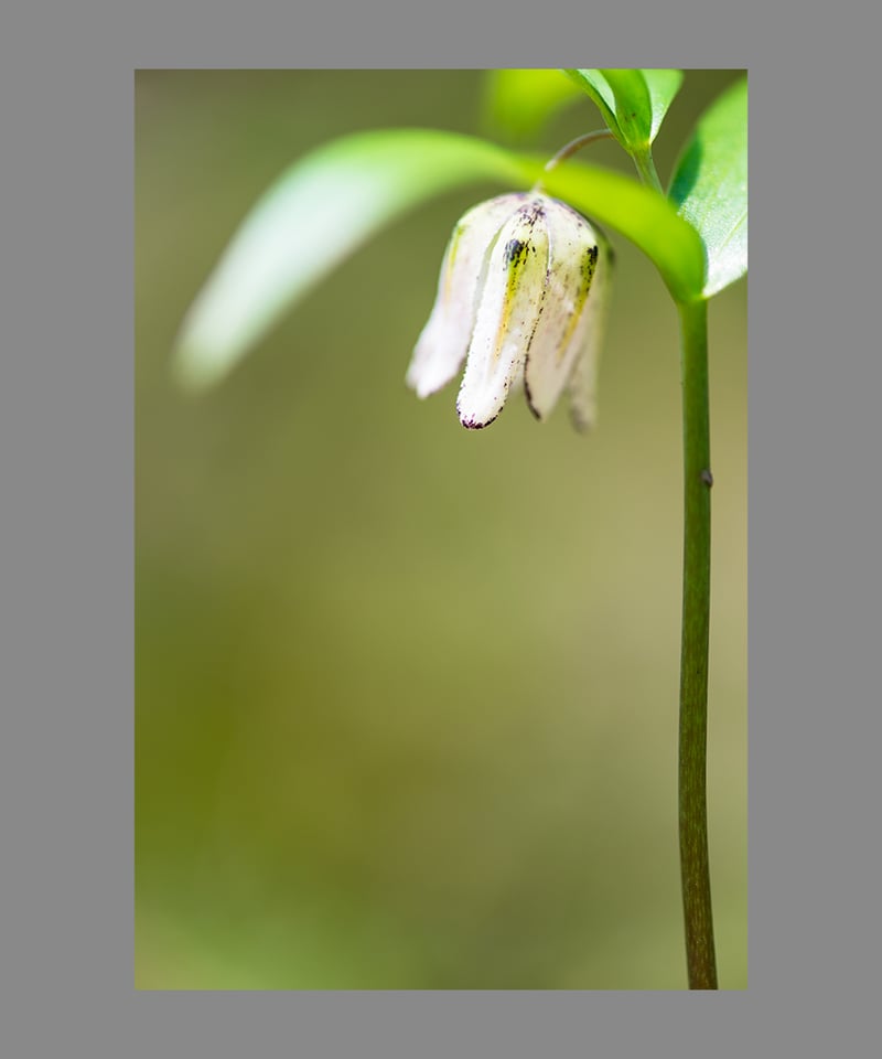 野の花 | Wildflowers 」 | setsuna no kiseki