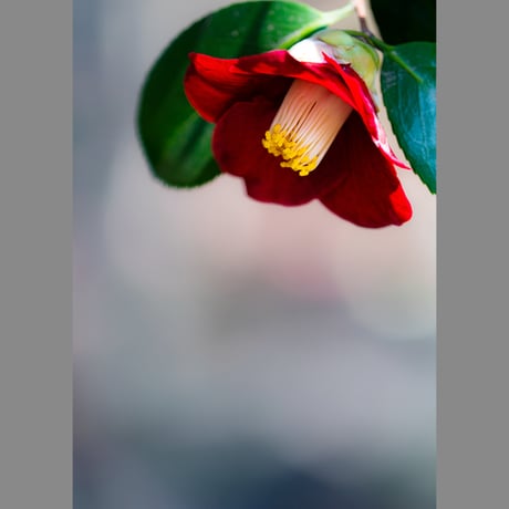 花椿 | STORES