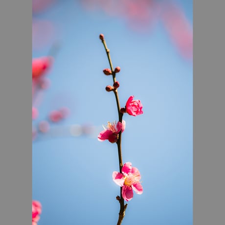 梅の花 | STORES