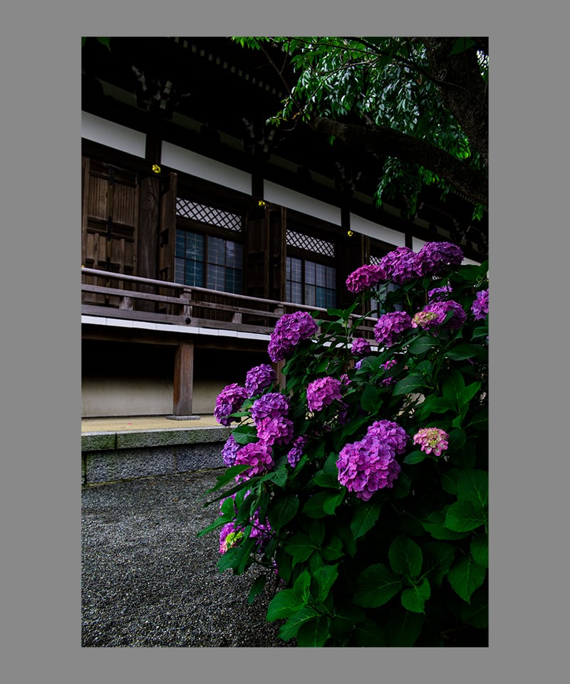 『弾む紫陽花』 和花・紫陽花」 | setsuna no kiseki