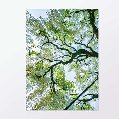十ノ瀬藤の郷 クリアファイル【2021年版】