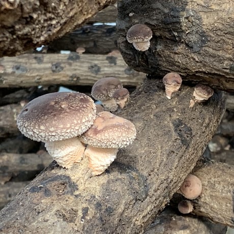 御茸無農薬原木生しいたけ （約800g）（大小込み）
