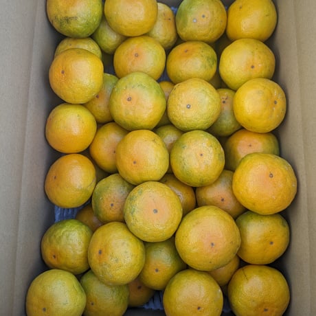 和歌山　由良産　ゆら早生　秀品   10kg