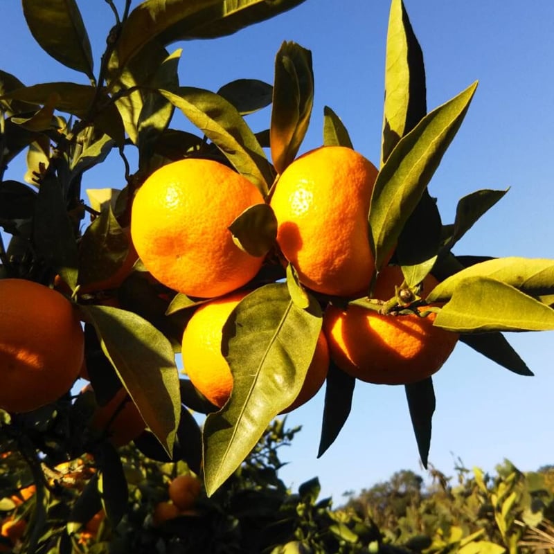和歌山 由良産 ゆら早生 3S 10kg | 岸本農園