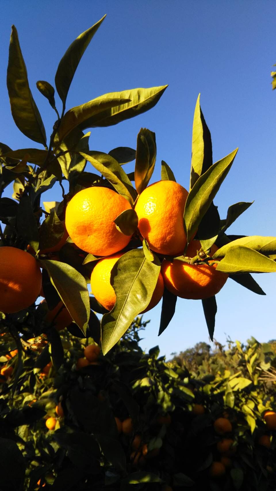 saki 和歌山県由良町 ゆら早生 秀品10kg 紀州和歌山有田産ゆら早生