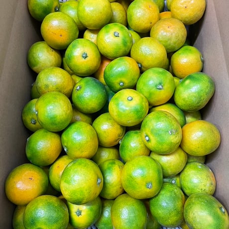 和歌山　由良産　ゆら早生　秀品   5kg