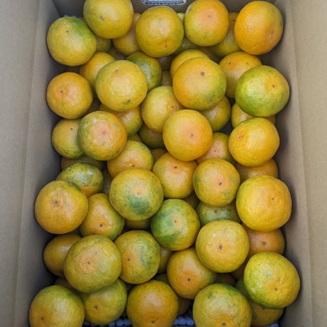 和歌山　由良産　ゆら早生　秀品   5kg