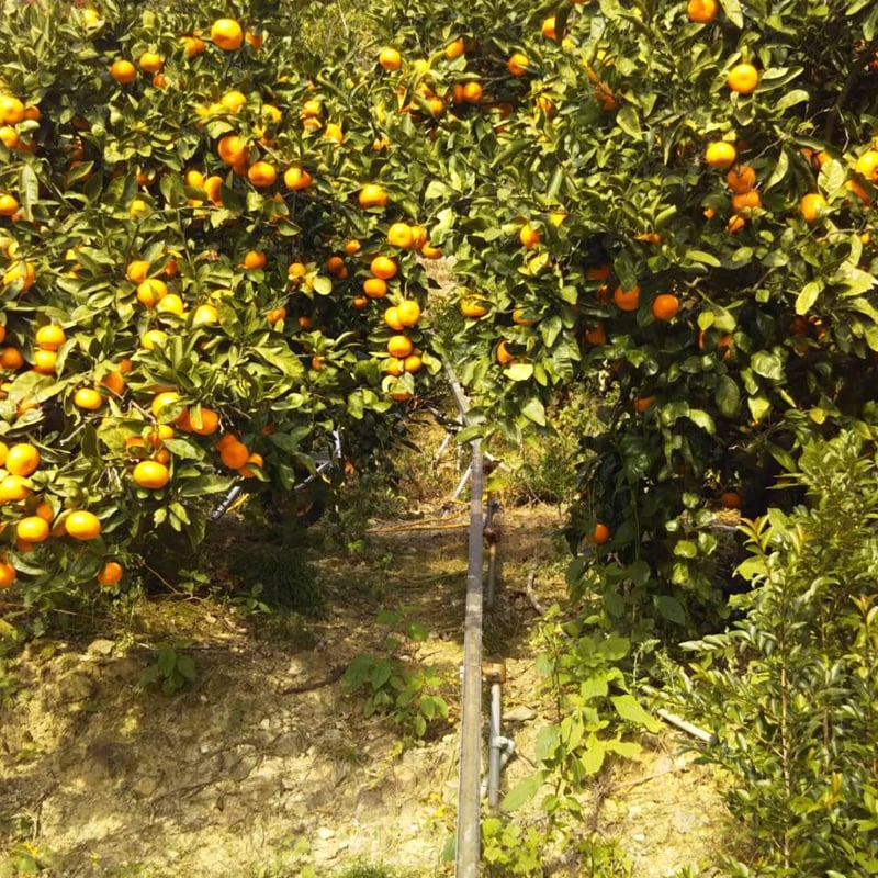 和歌山 由良産 ゆら早生 3S 10kg | 岸本農園