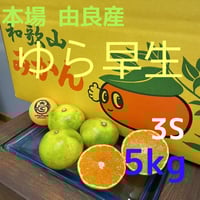 和歌山 由良産 ゆら早生 3S 10kg | 岸本農園