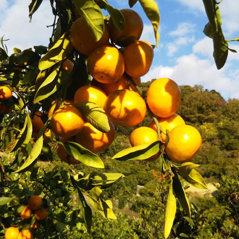和歌山 由良産 ゆら早生 3S 10kg | 岸本農園