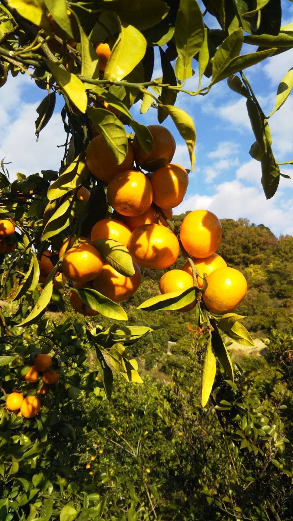 和歌山県由良町　ゆら早生　秀品10kg 和歌山 由良産 ゆら早生 3S 10kg | 岸本農園