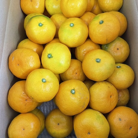 和歌山　由良産　ゆら早生　秀品   5kg