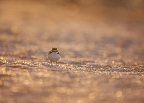 1st写真集「BIRD CALL」