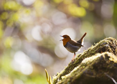 1st写真集「BIRD CALL」