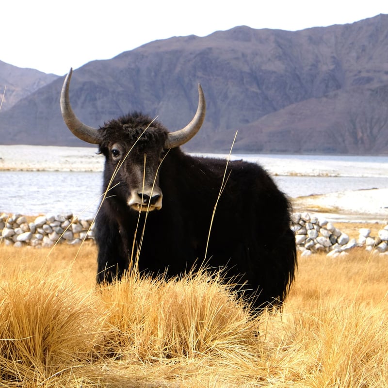 ヤクウール ショール ブランケット 約95×200cm インド カシミール 5