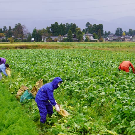 三清かぶらずし　（５～10個入）