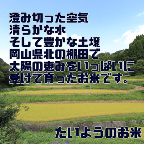 【定期購入】令和7年度　岡山県産　たいようのお米　10㎏