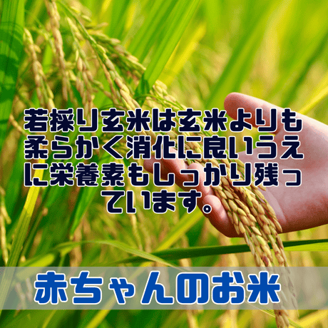 希少な岡山県産 農薬不使用　自然栽培・棚田米　若採り玄米