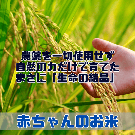 希少な岡山県産 農薬不使用　自然栽培・棚田米　若採り玄米