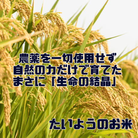 【定期購入】令和7年度　岡山県産　たいようのお米　10㎏