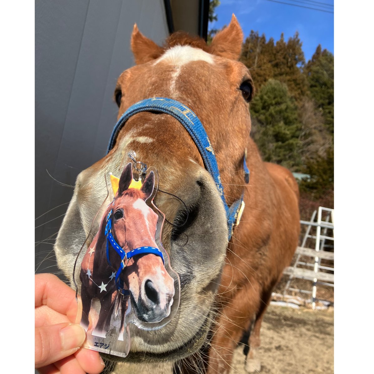 エアジbirthday⭐︎アクリルキーホルダー | エアジストア