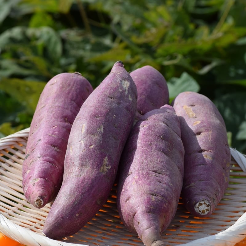 自然栽培・紅はるか5kg | かっちゃんのつぼ焼き芋