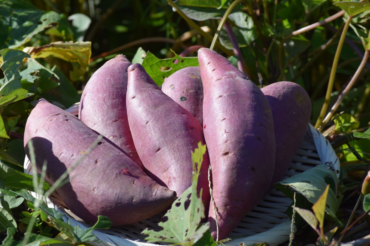 自然栽培さつまいも「紅はるか」10kg 【公式通販】