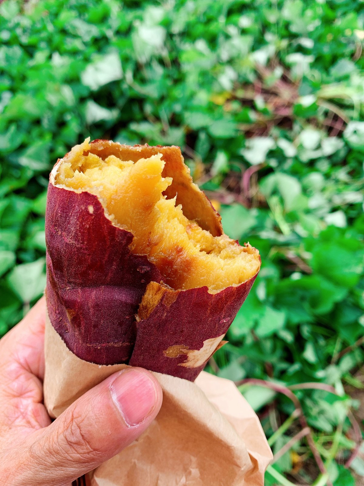 自然栽培・つぼ焼き芋、紅はるか【冷凍】1kg | かっちゃんのつぼ焼き芋
