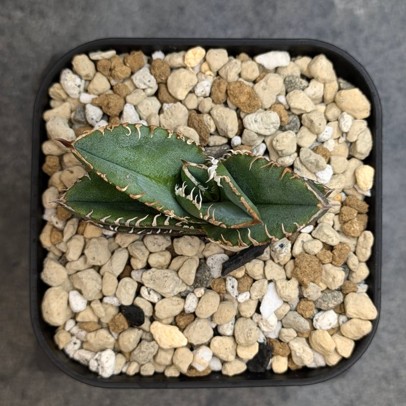 アガベ チタノタ 巨歯鯊 TC | SAWAFARM