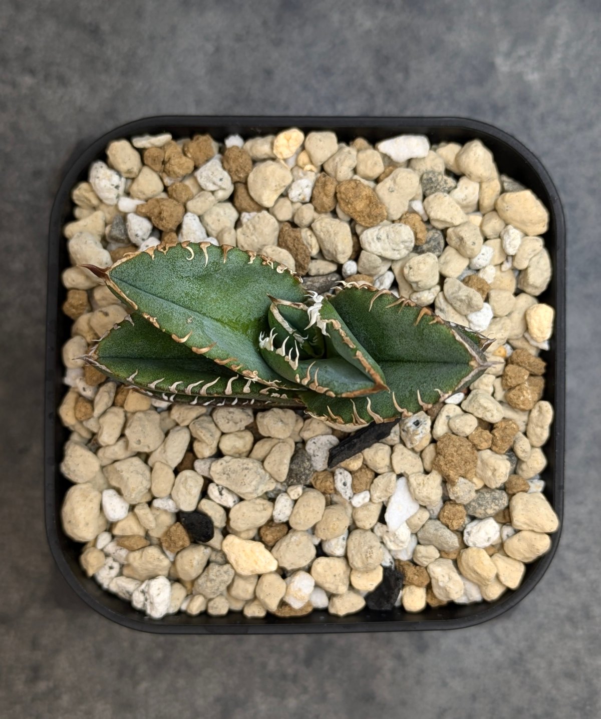 アガベ チタノタ 巨歯鯊 TC | SAWAFARM