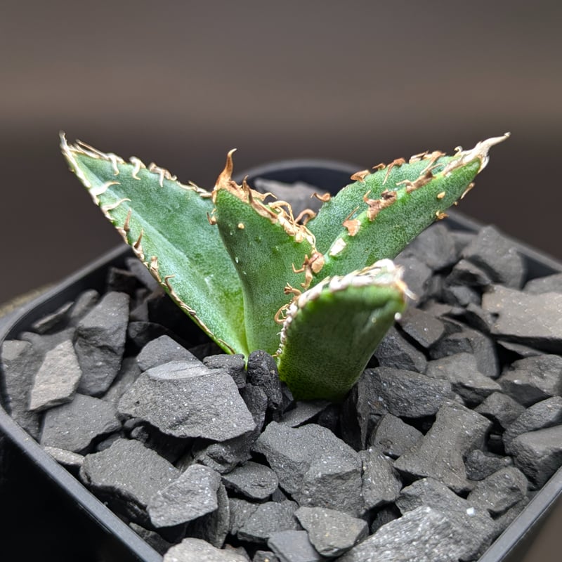 アガベ チタノタ 金蟾 TC | SAWAFARM