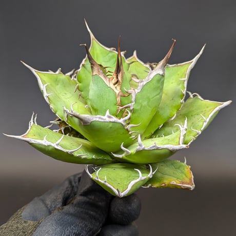 アガベチタノタ赤鬼 | STORES