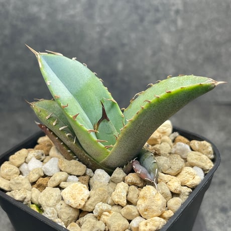 アガベオテロイ | STORES