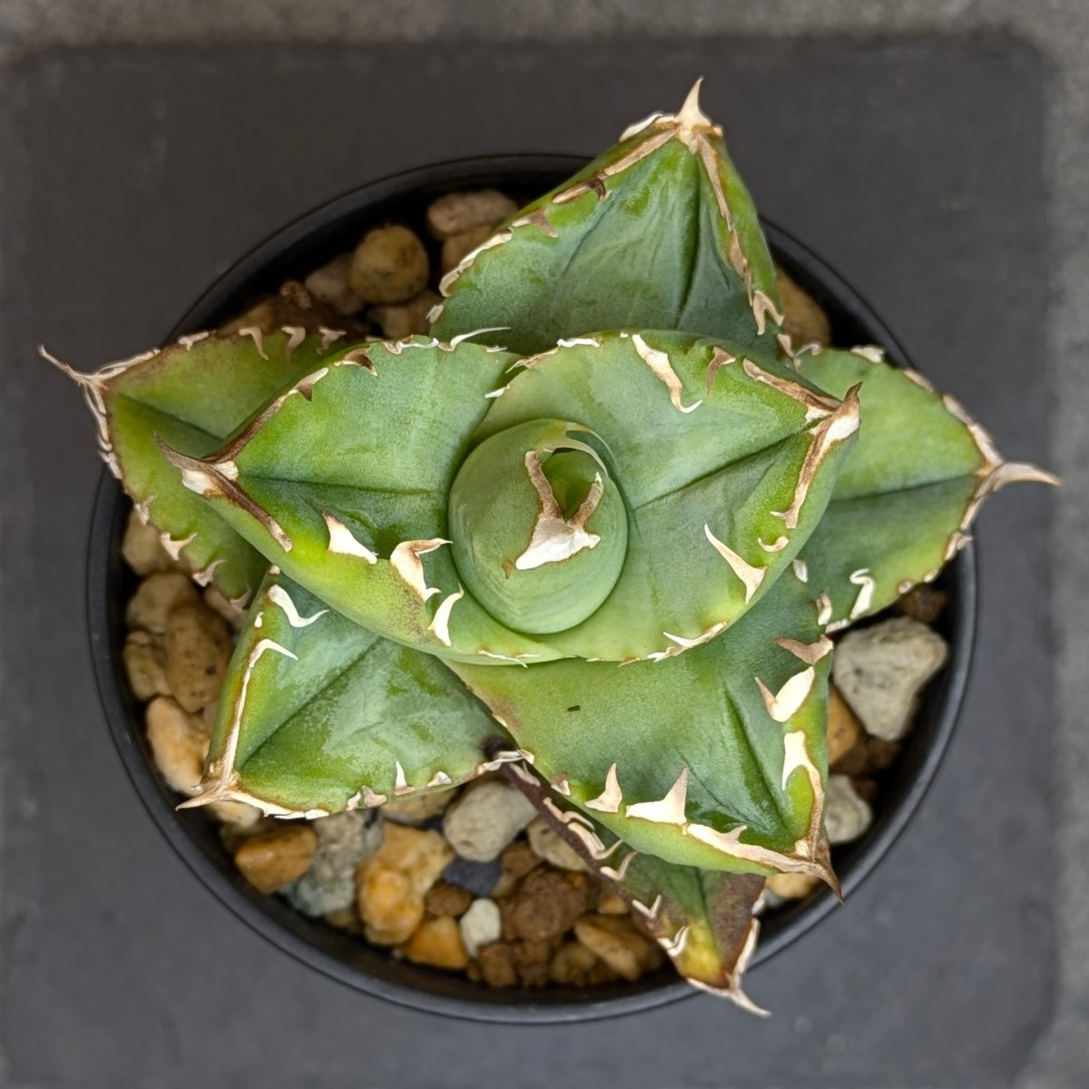 アガベ チタノタ 龍瞳