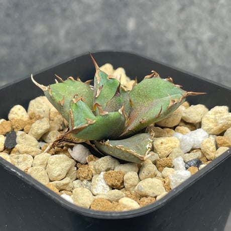 Mai…H♡様【3000取引感謝企画】2株セット　アガベ　姫厳竜錦　覆輪斑　TC Mai…H♡様【3000取引感謝企画】2株セット アガベ 姫厳竜錦 覆輪