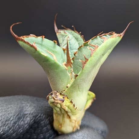 アガベ　巨獣 アガベ チタノタ 巨獣 | GREEN LUCK