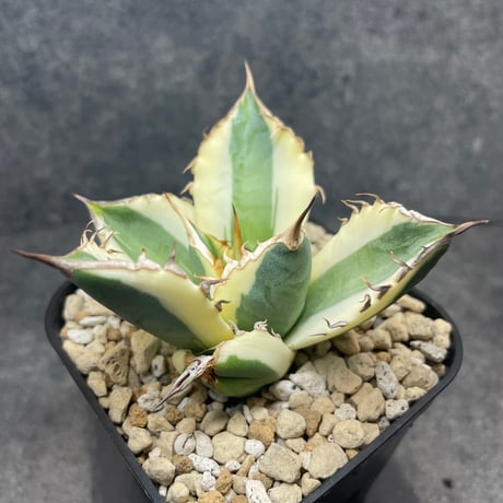 アガベスナグルトゥース | STORES