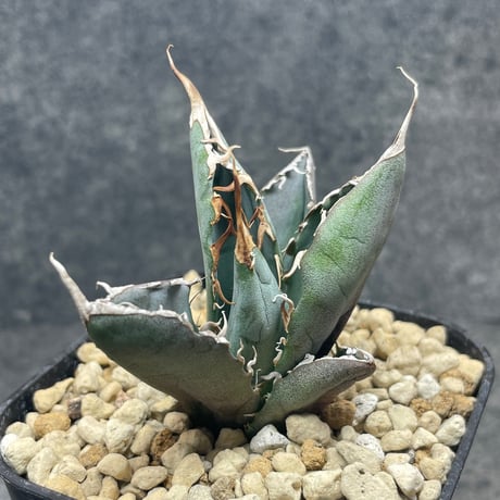 アガベ　白鯨 アガベ・チタノタ白鯨（覆輪）芽-008｜agave titanota white